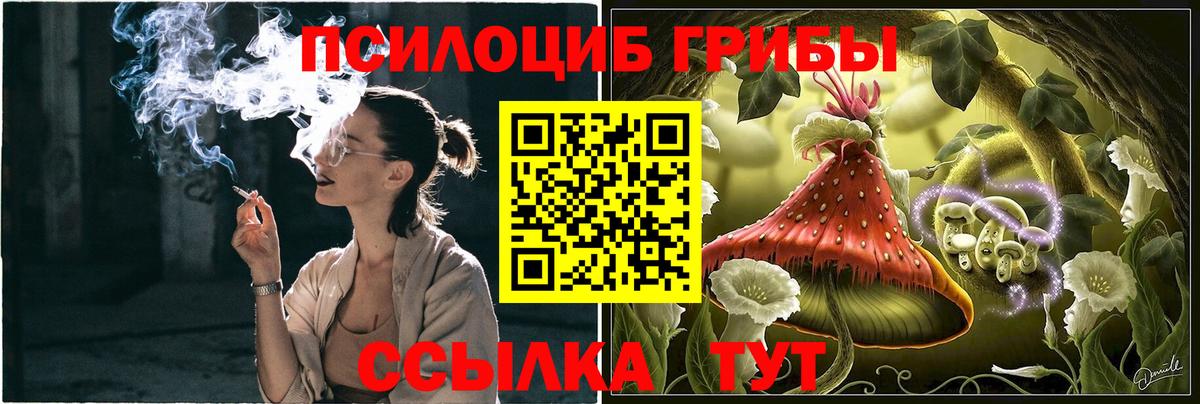 Галлюциногенные грибы Psilocybine cubensis Томск